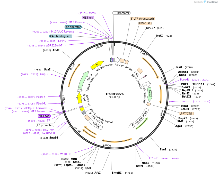 142222-plasmid-map-sequence-id-397726