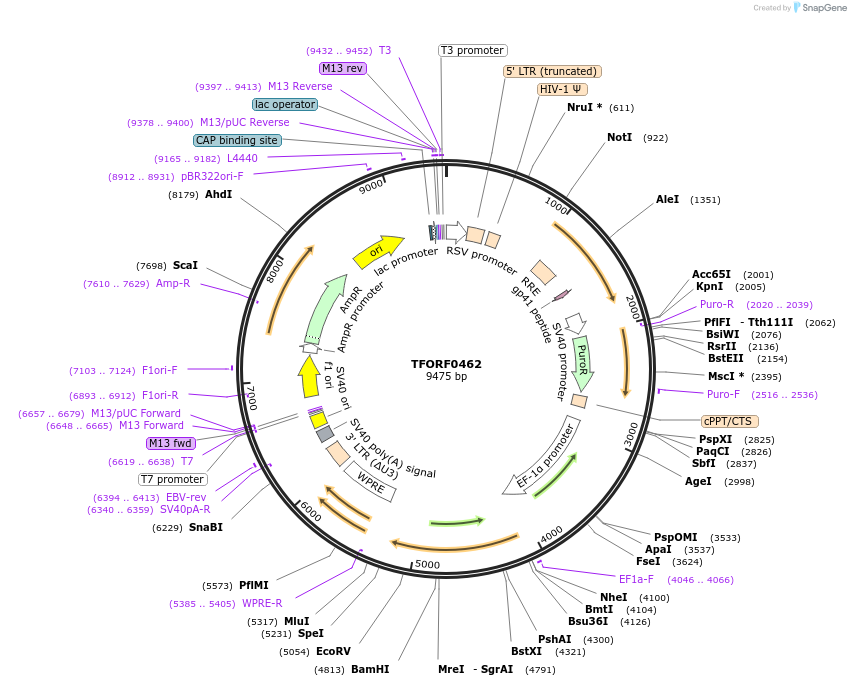 142632-plasmid-map-sequence-id-397730