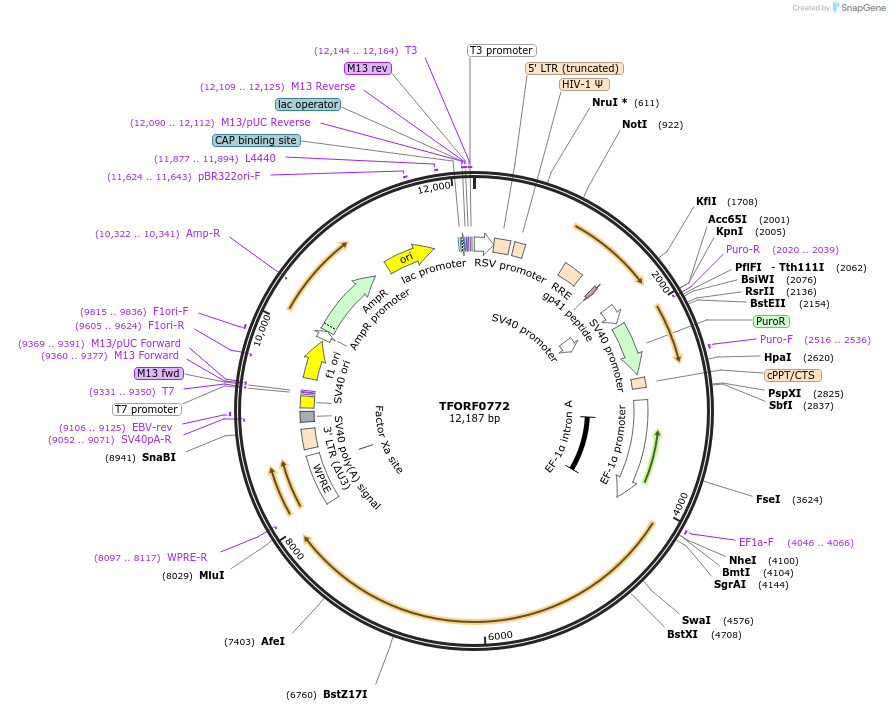 142686-plasmid-map-sequence-id-397733