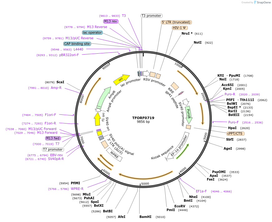 142680-plasmid-map-sequence-id-397738