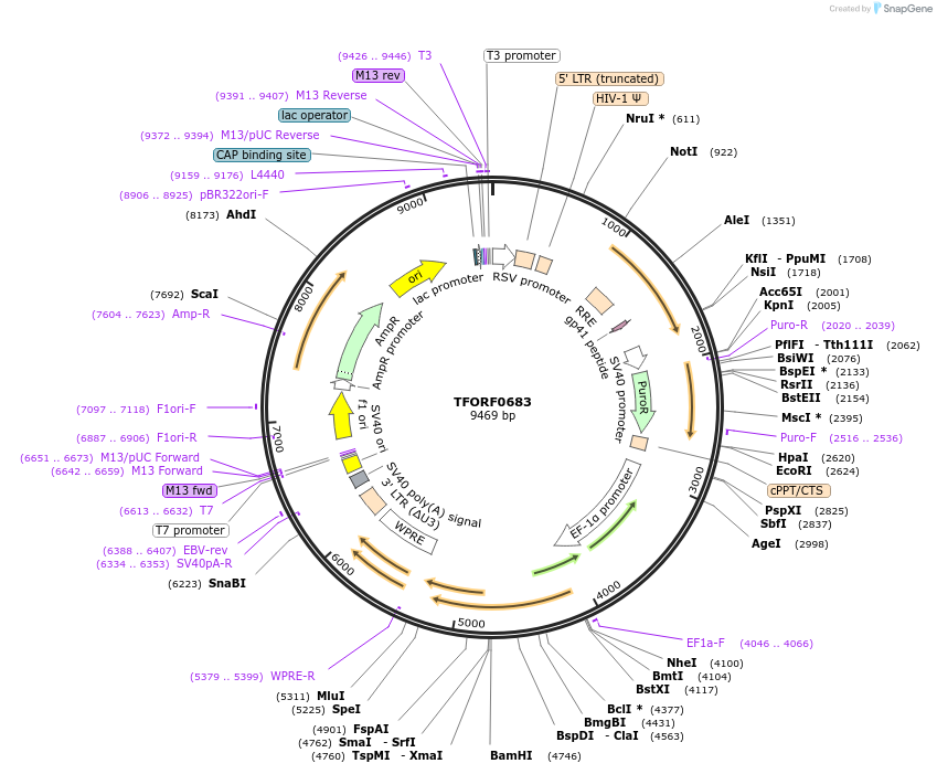 142675-plasmid-map-sequence-id-397739