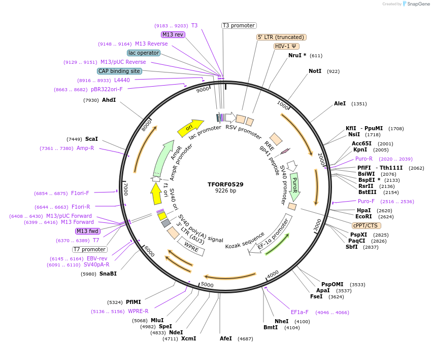 142644-plasmid-map-sequence-id-397741