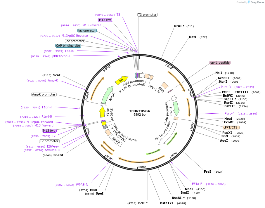 142651-plasmid-map-sequence-id-397744