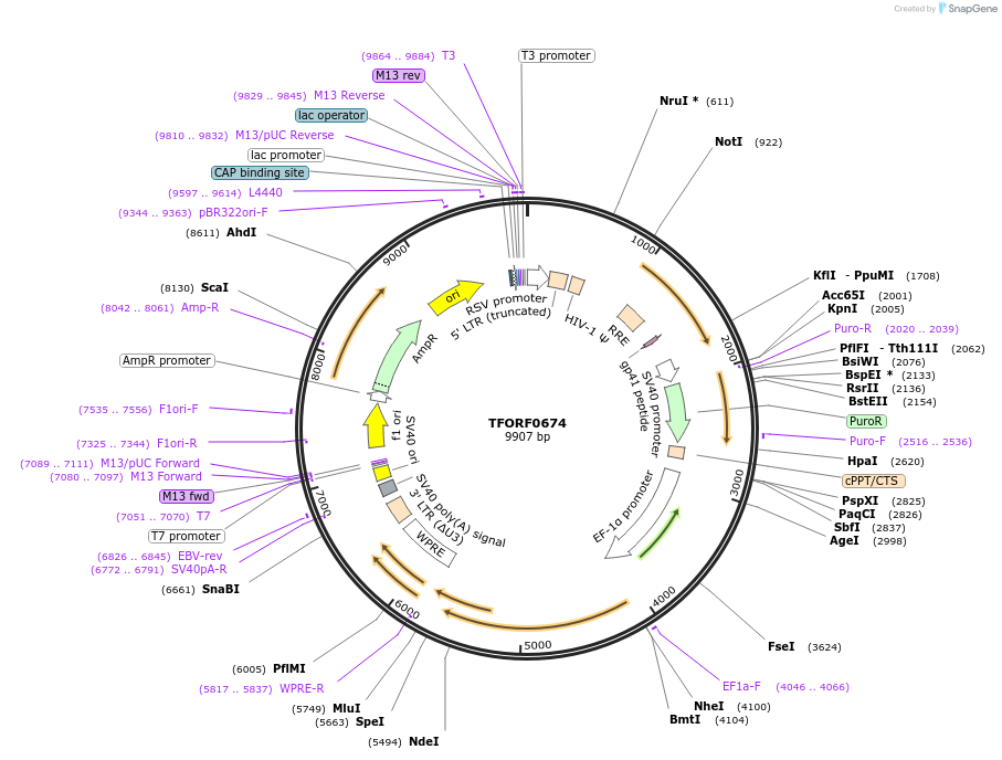 142674-plasmid-map-sequence-id-397745