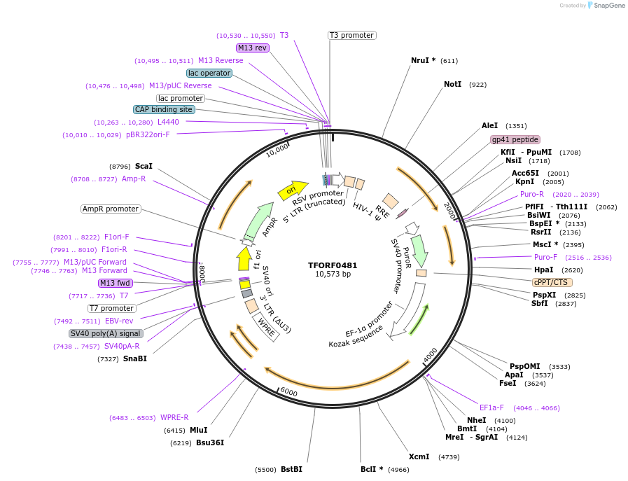 142638-plasmid-map-sequence-id-397747