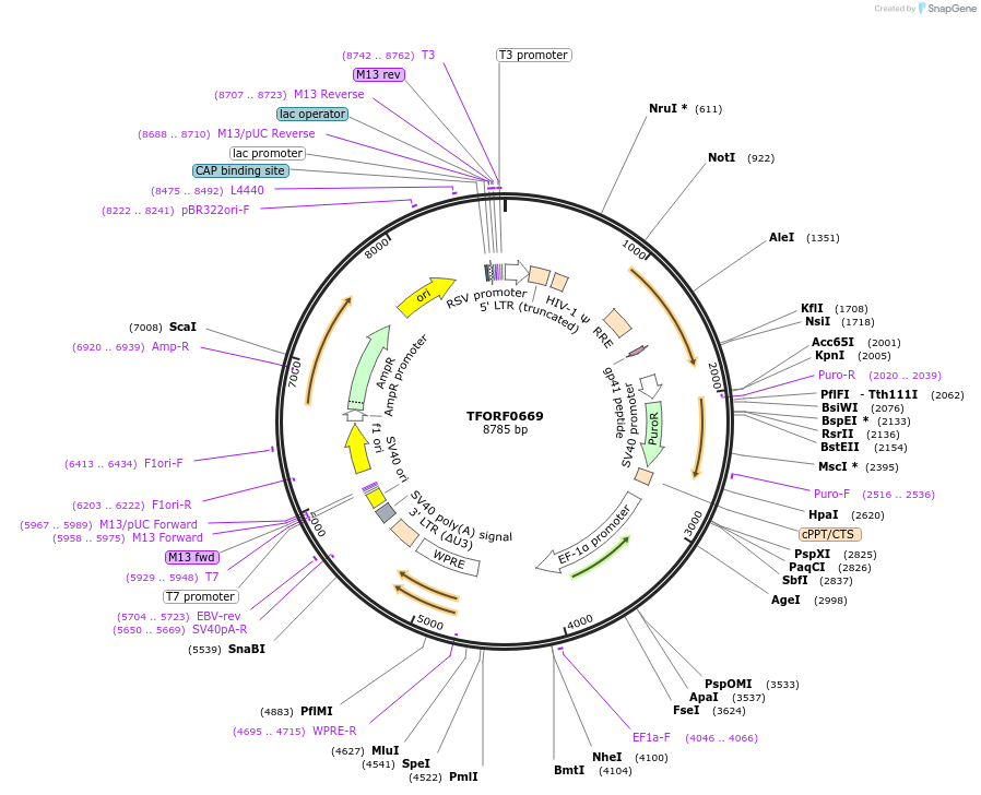 142672-plasmid-map-sequence-id-397750
