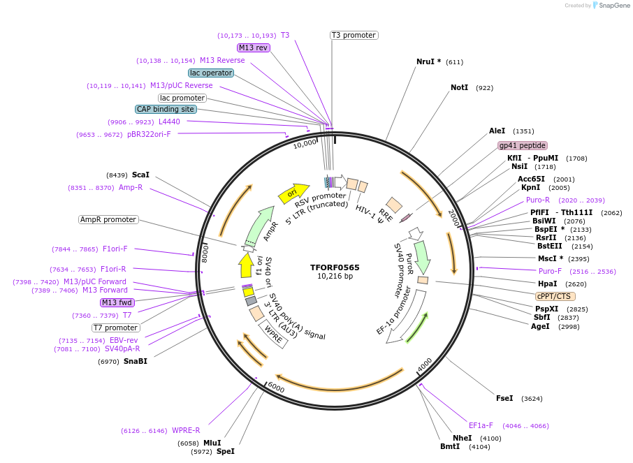 142646-plasmid-map-sequence-id-397751