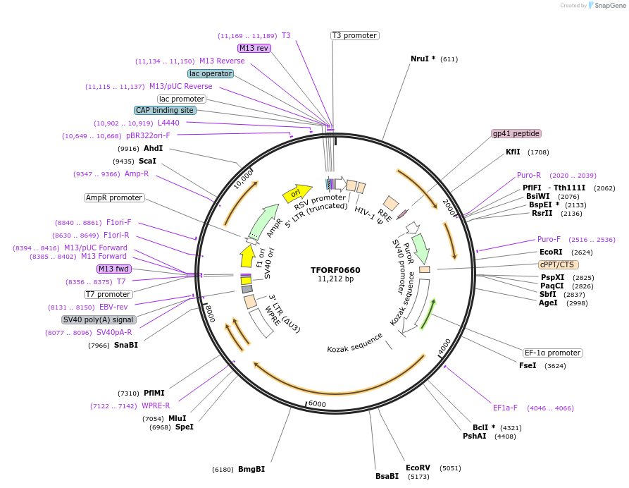 142671-plasmid-map-sequence-id-397752