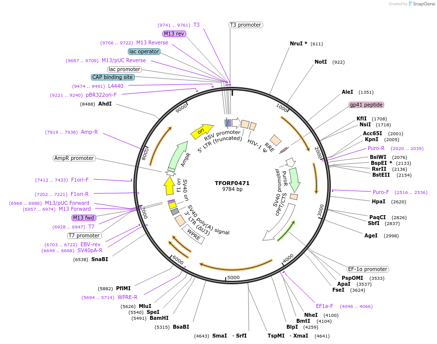 142635-plasmid-map-sequence-id-397755
