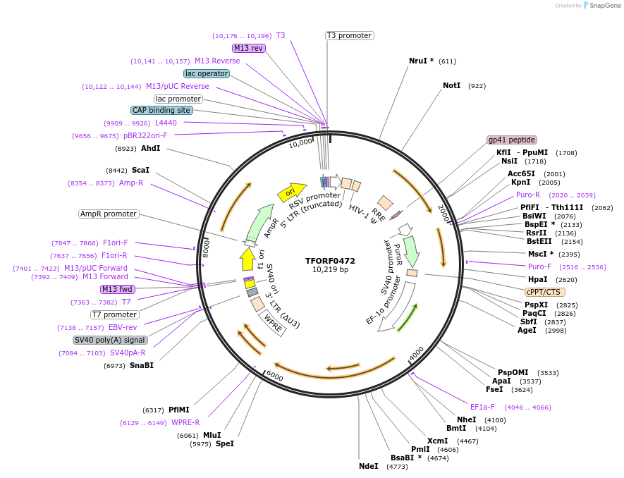 142636-plasmid-map-sequence-id-397758