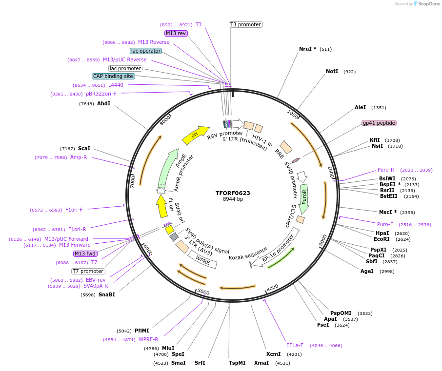 142666-plasmid-map-sequence-id-397759
