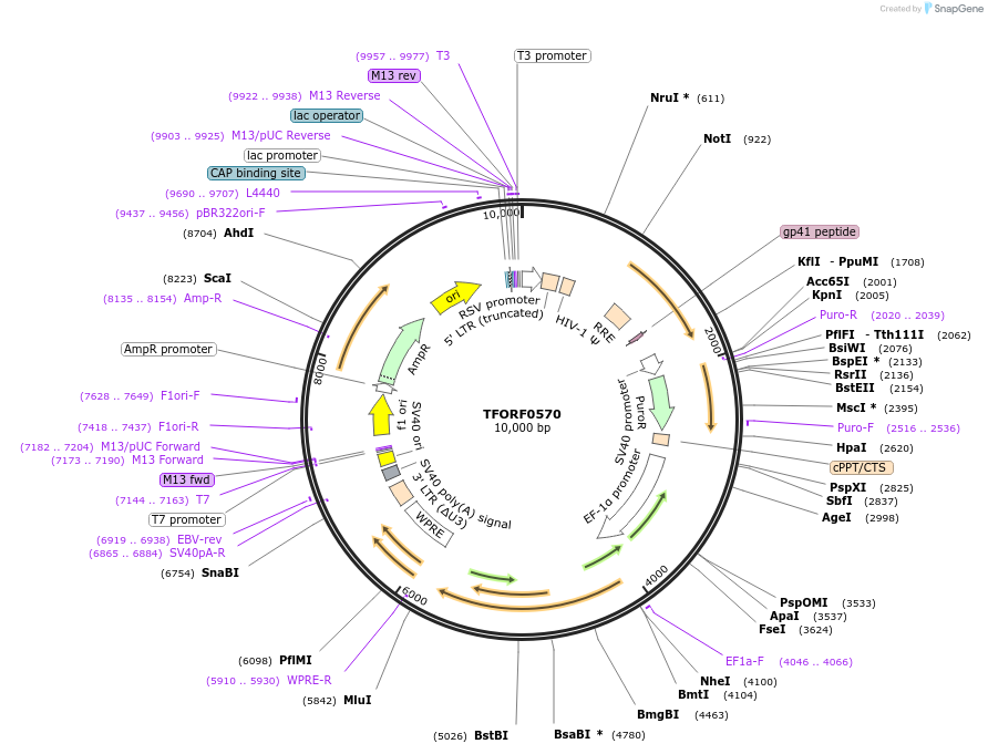142648-plasmid-map-sequence-id-397762