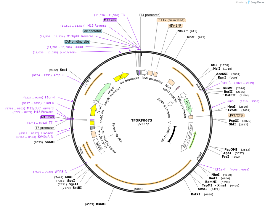 142673-plasmid-map-sequence-id-397764