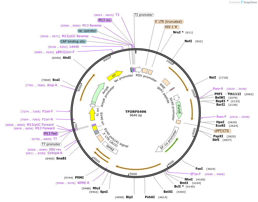 142642-plasmid-map-sequence-id-397765
