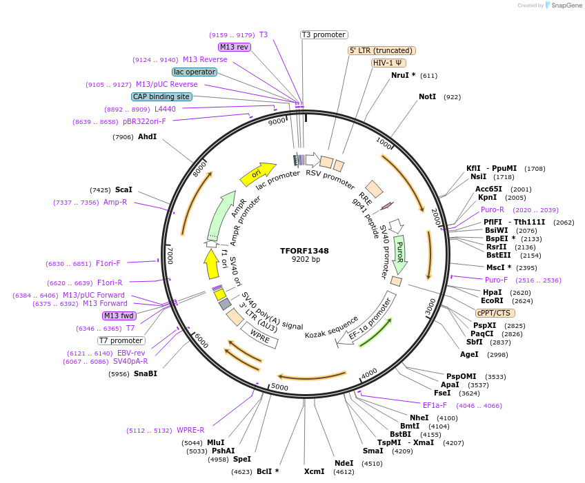 141814-plasmid-map-sequence-id-397767