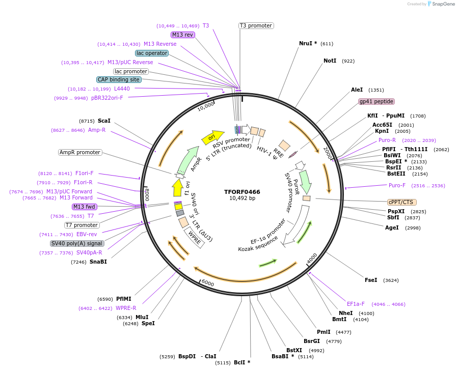 142634-plasmid-map-sequence-id-397769