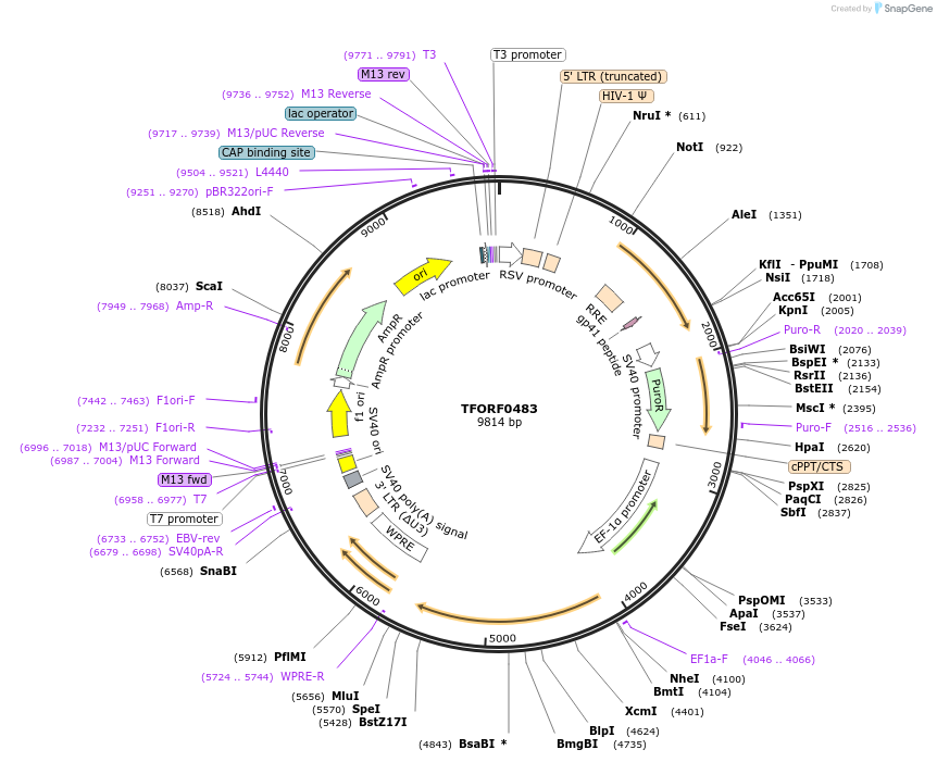 142640-plasmid-map-sequence-id-397772