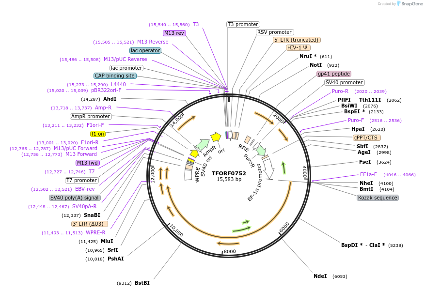 142683-plasmid-map-sequence-id-397778