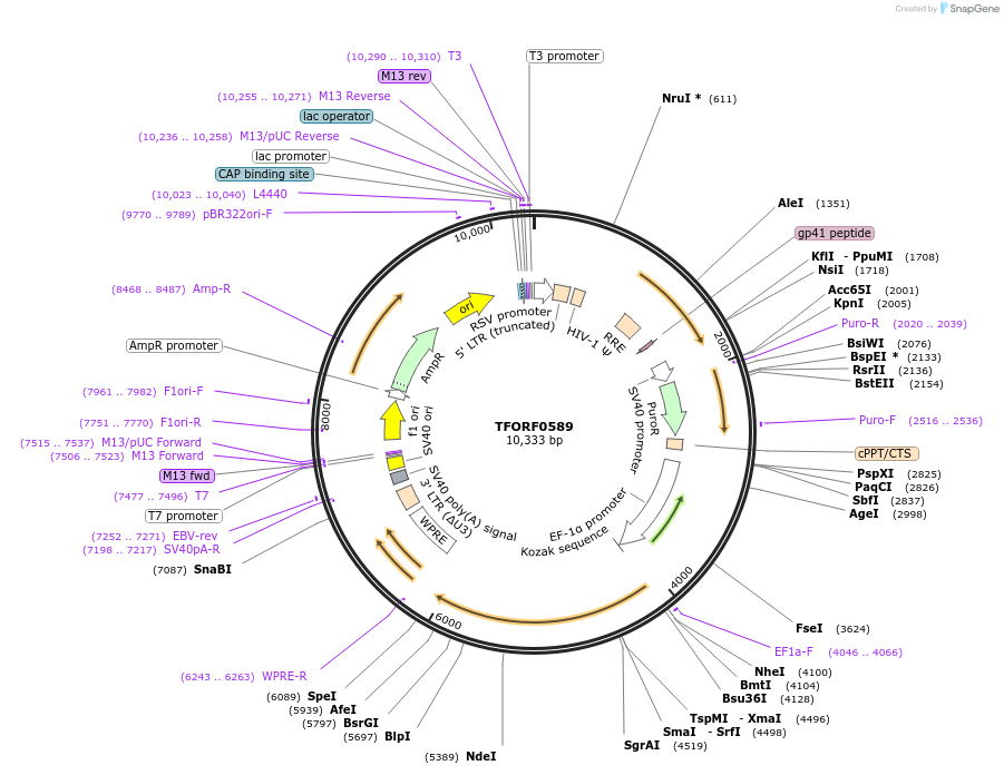142653-plasmid-map-sequence-id-397779