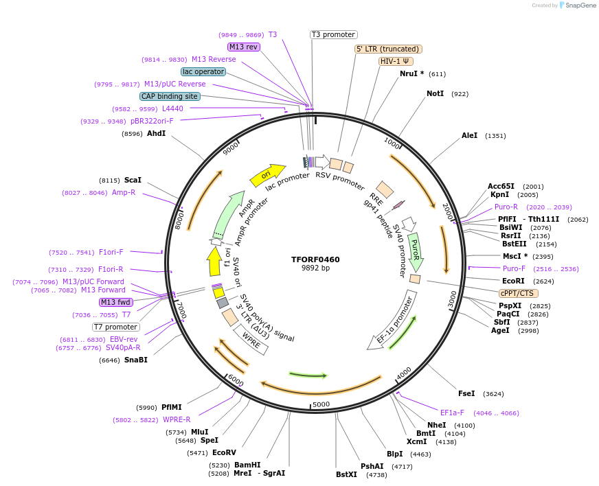 142631-plasmid-map-sequence-id-397780