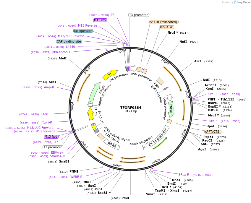 142702-plasmid-map-sequence-id-397781