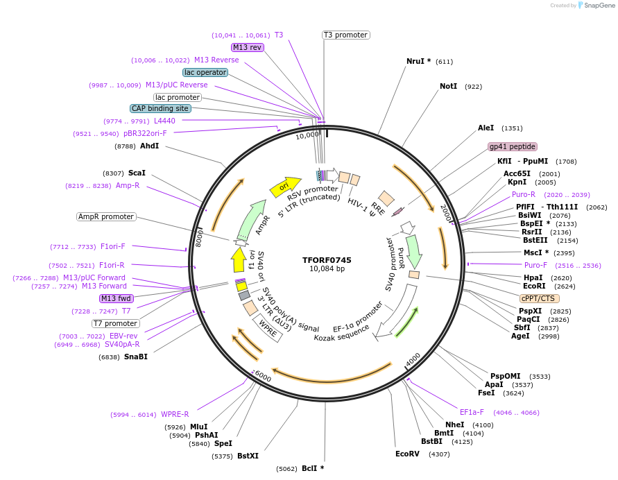 142682-plasmid-map-sequence-id-397785