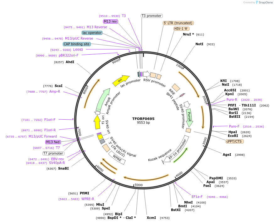 142677-plasmid-map-sequence-id-397791