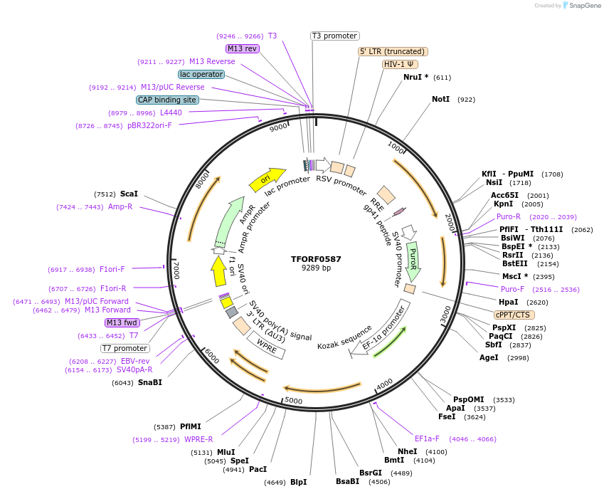 142652-plasmid-map-sequence-id-397792