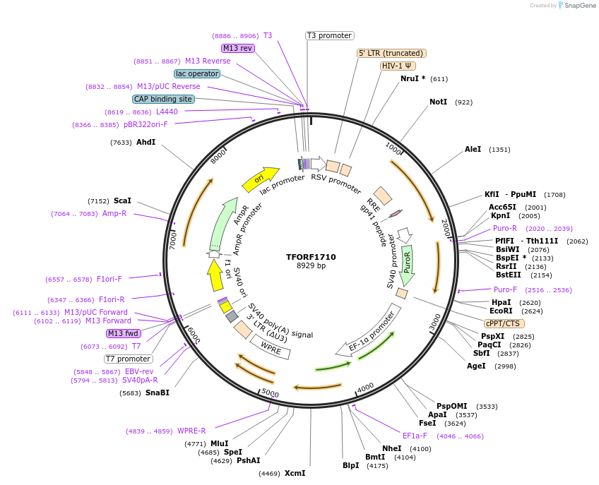 143149-plasmid-map-sequence-id-397795