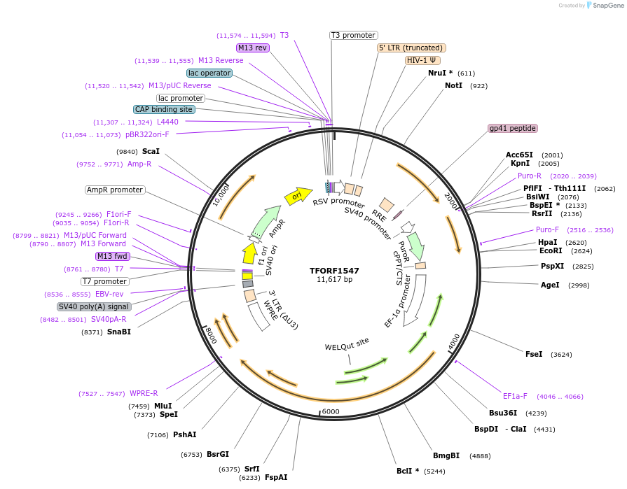 143131-plasmid-map-sequence-id-397796