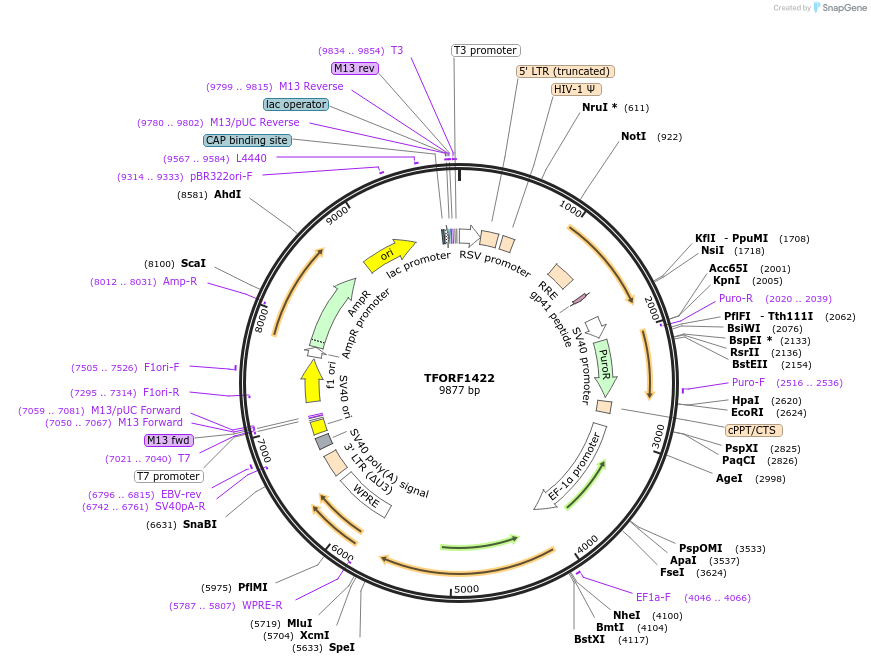 143113-plasmid-map-sequence-id-397799