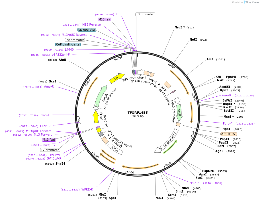 143118-plasmid-map-sequence-id-397800