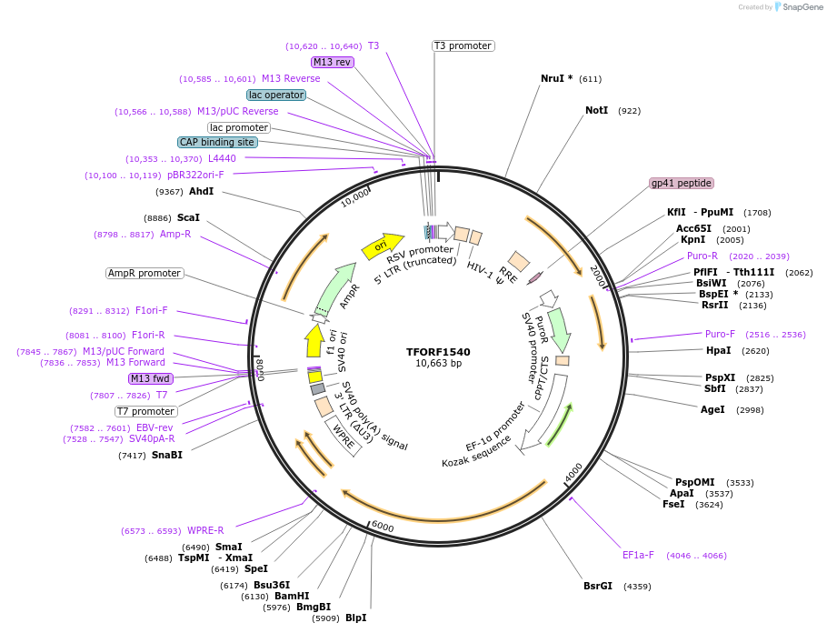 143130-plasmid-map-sequence-id-397803