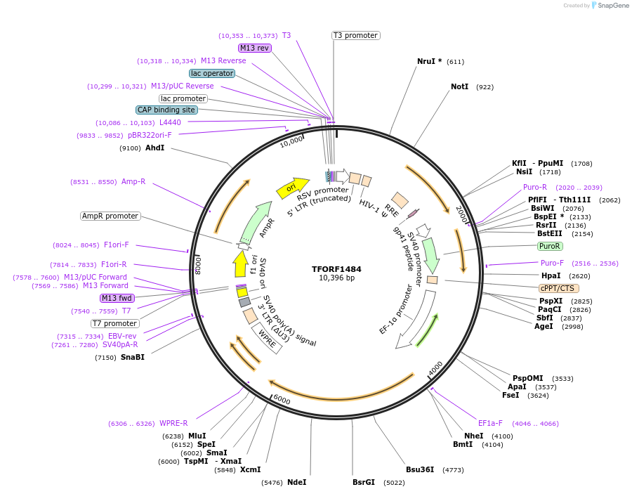 143124-plasmid-map-sequence-id-397805