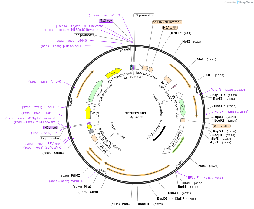 143166-plasmid-map-sequence-id-397808