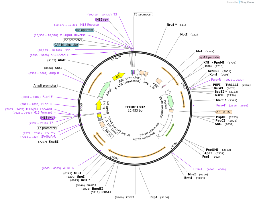 143161-plasmid-map-sequence-id-397809