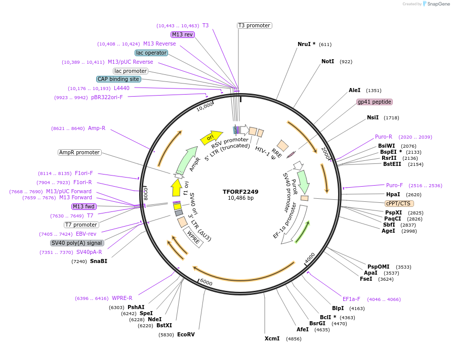 143184-plasmid-map-sequence-id-397810