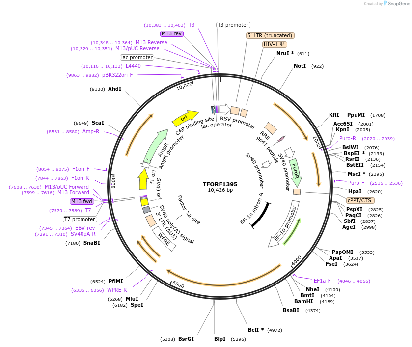 143106-plasmid-map-sequence-id-397813