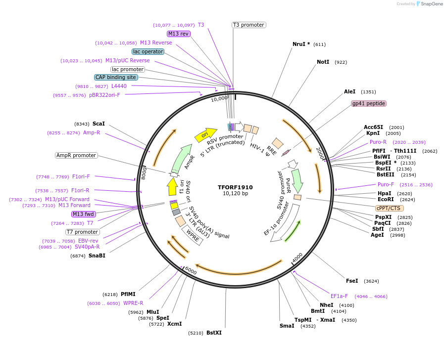 143167-plasmid-map-sequence-id-397814