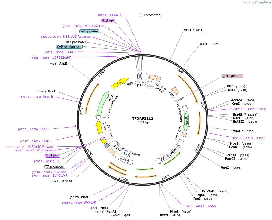 143172-plasmid-map-sequence-id-397815