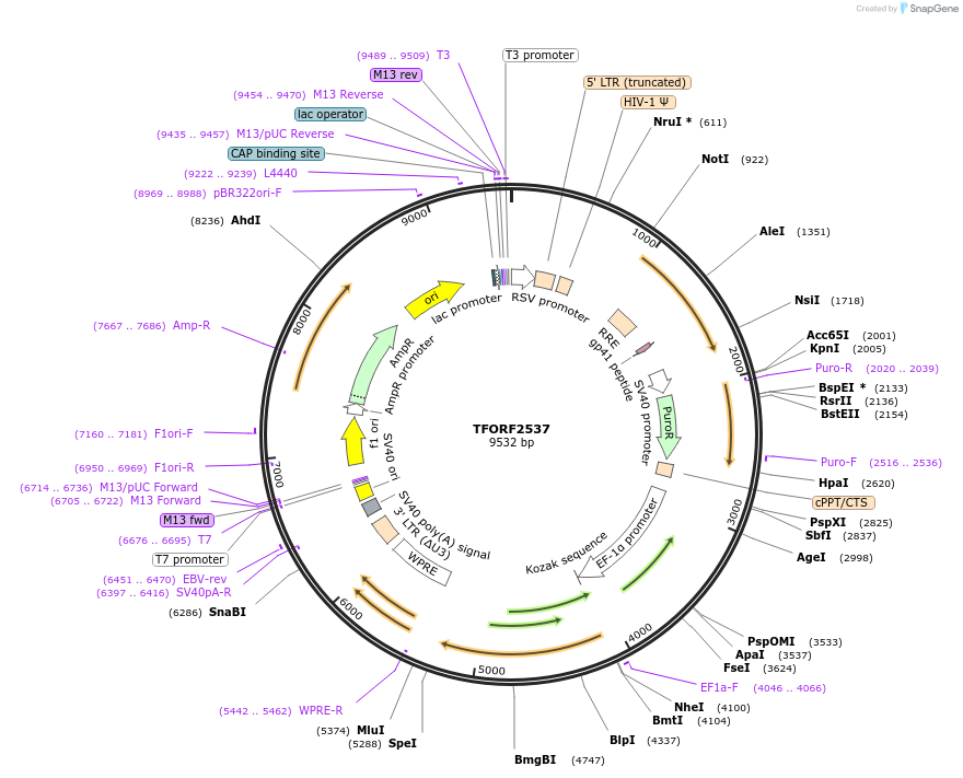 143190-plasmid-map-sequence-id-397817