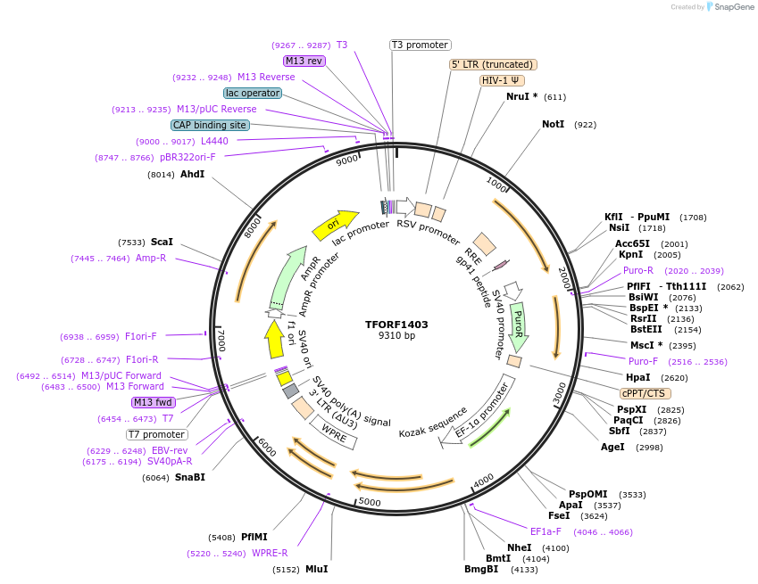 143107-plasmid-map-sequence-id-397818