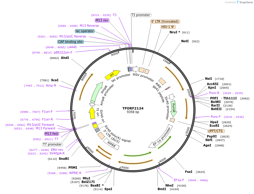 143173-plasmid-map-sequence-id-397819