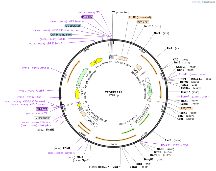 143178-plasmid-map-sequence-id-397820