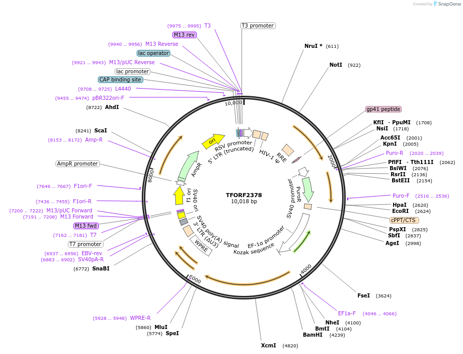 143188-plasmid-map-sequence-id-397822