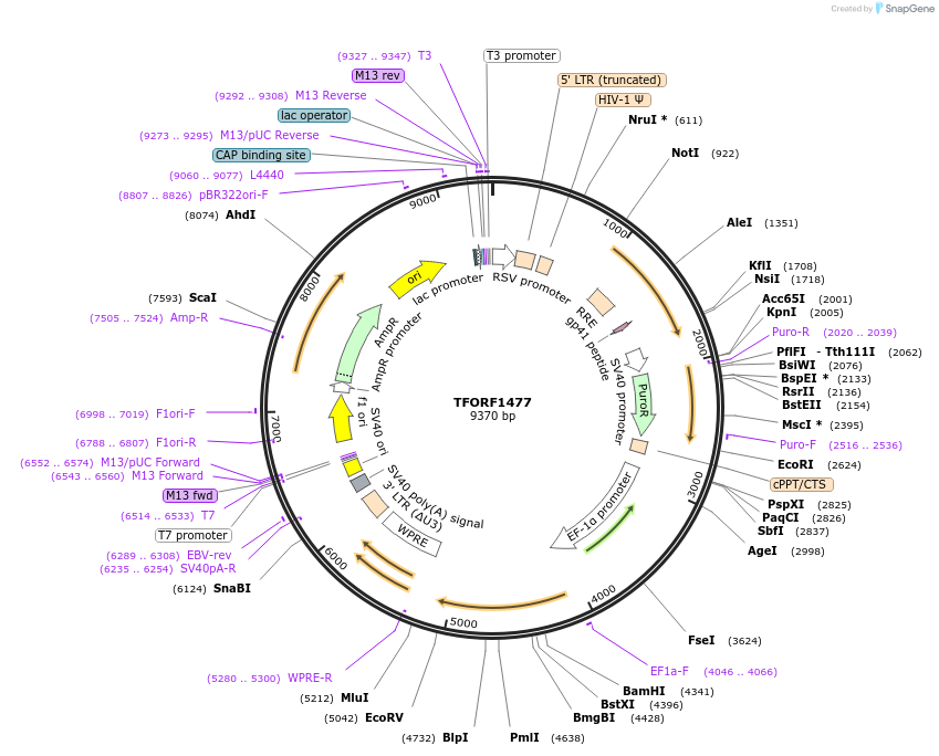 143121-plasmid-map-sequence-id-397823