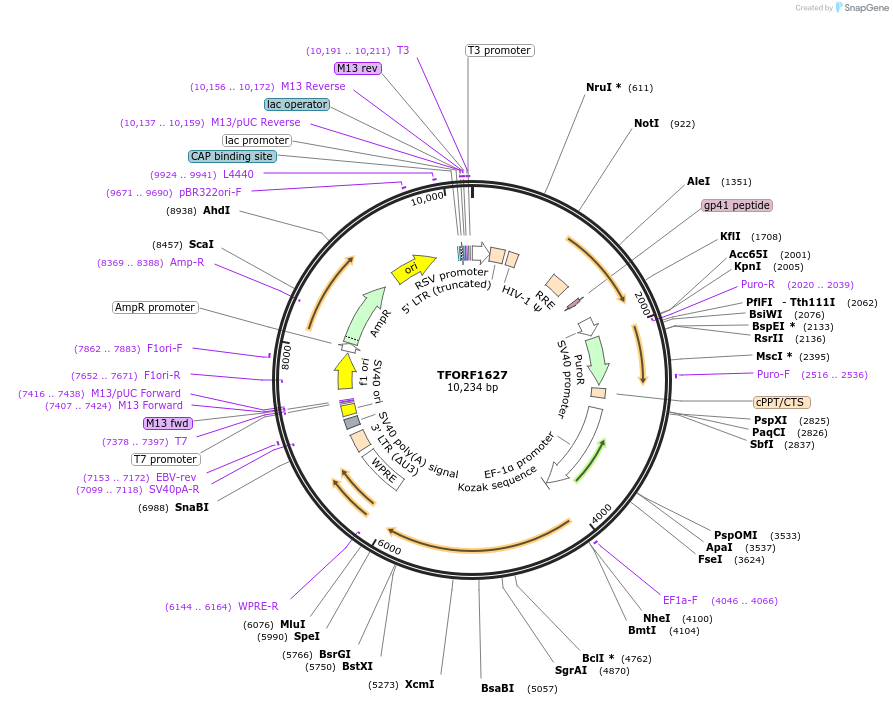 143144-plasmid-map-sequence-id-397824