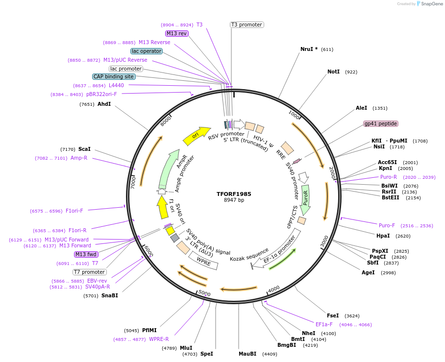 143170-plasmid-map-sequence-id-397826