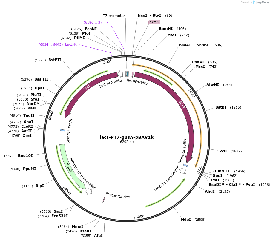 30504-plasmid-map-sequence-id-39783