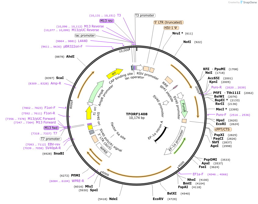 143110-plasmid-map-sequence-id-397830